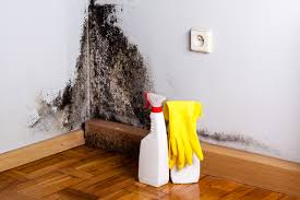 Why You Should Choose Our Mold Remediation Services in Ash Grove, MO